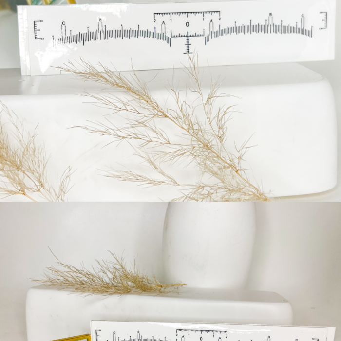 Disposable Eyebrow Ruler Sticker